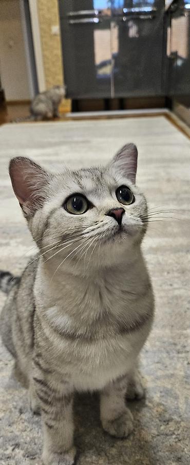 Кошки: Табби, Самка, В добрые руки — 4