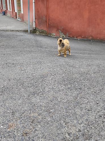 diri quzu qiymeti: Pekines, 1 il, Dişi, Peyvəndli, Ünvandan götürmə — 6