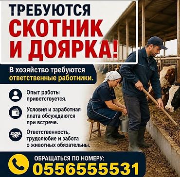 Пастухи: Требуется скотник, И доярка Уютное жилье питание Затплата — 1