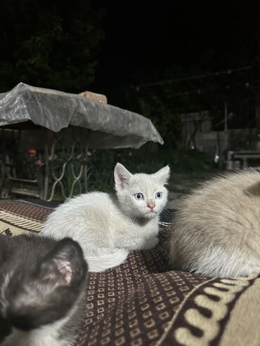 Животные: Отдам котят в хорошие руки! Приучены к лотку, чистоплотные котенки