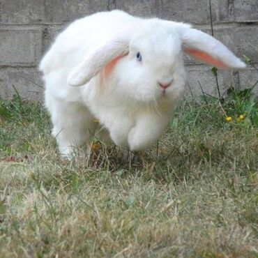 heyvan qaz: Holland lop dovşanları salılır 3 ədəd erkəy damazlıq. bir ədədi 20₼