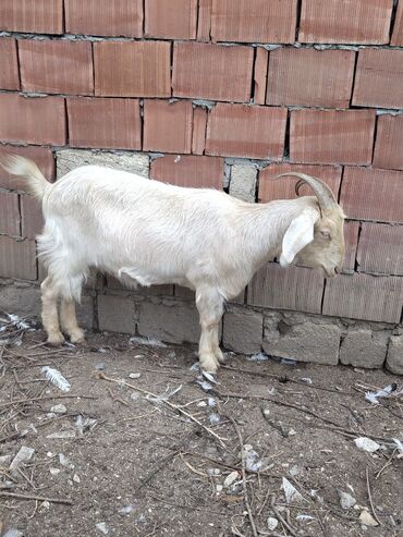 Keçi, çəpiş: Keçilər dəsti satılır – ümumi 6 baş • 1 baş hələpnən × sanen dönməsi — 13