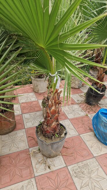 Ağaclar: Vaşınqton palma ağacları satılır qiymətlər palmaya görə dəyişir 10 -da lalafo.az — 9 Ağaclar: Vaşınqton palma ağacları satılır qiymətlər palmaya görə dəyişir 10 — 9