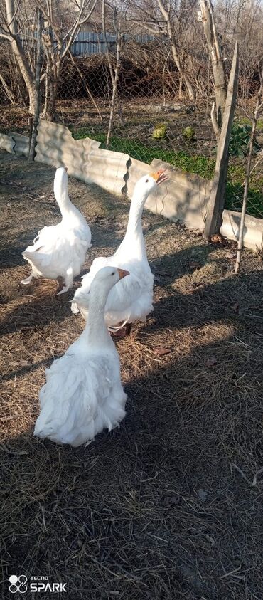 Qazlar: Saçaqlı Qaz Qiymət birine ayiddir 2 ədəd fere satılır . REYAL