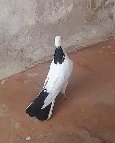 Göyərçinlər: Erkey — 3