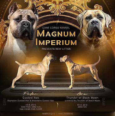 lepi psi: Odgajivačnica Cane Corso Magnum Imperium nudi na prodaju prelepe — 8