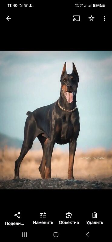 doberman it: Doberman, 2 ay, Erkek