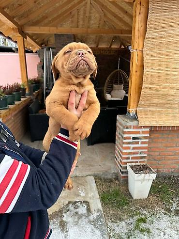 Psi: Na prodaju štenci bordoške doge. Štenci su vrlo kvalitetni i zdravi — 9