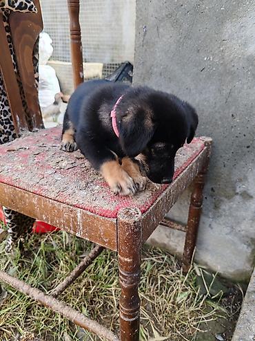 İtlər: ‼️ Təcili Satılır ‼️ Zvanok təmiz cins 3 aylıq Dişi Tam sağlam — 14