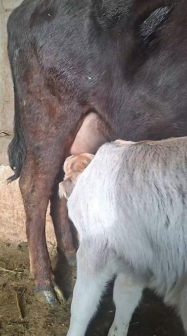 Козы, козлы: Продаю | Коза (самка) | Полукровка | Для молока — 4