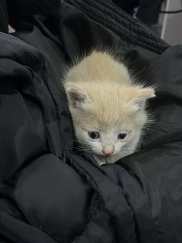 купить домик для кошки недорого: Котёнок кремового окраса - Окрас: нежный кремовый с белой мордочкой и