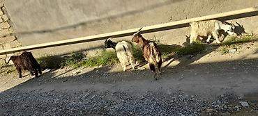 mal inək: Satılır: Qoyun-keçi təsərrüfatı üçün yerli keçilər - Növ: Yerli keçi — 3