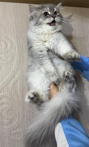 bala pişik ucuz: Şotland uzun tüklü, Dişi, Yaxşı əllərə, Ünvandan götürmə, Pulsuz çatdırılma, Ödənişli çatdırılma — 6