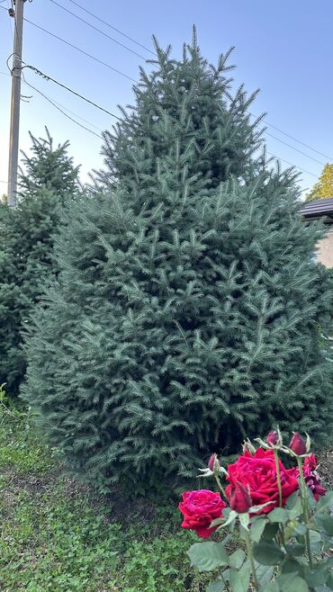 Ёлки: Ели 
Голубые ели — 9