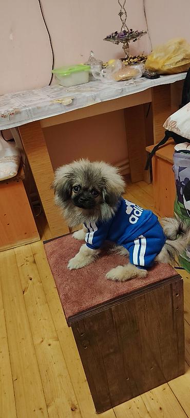pomerian it: Pekines, 3 ay, Erkək, Peyvəndli, Ünvandan götürmə — 5