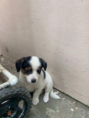 İtlər: 2 ay, Ünvandan götürmə — 7