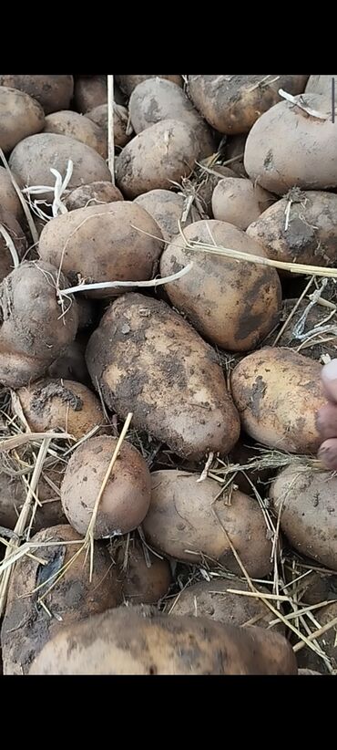 продам картошку: Картошка Джелли, Оптом