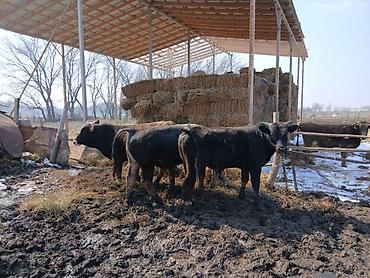 Коровы, быки: Продаю | Бык (самец) | На откорм | Племенные — 12