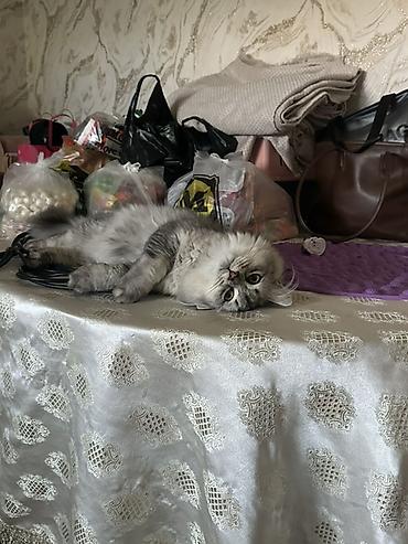 сибирский кот: Ищем невесту сибирскую — 2