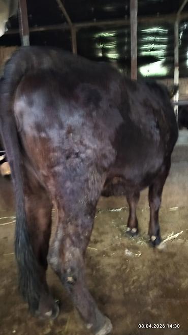 Коровы, быки: Продаю | Бык (самец) | На откорм — 5