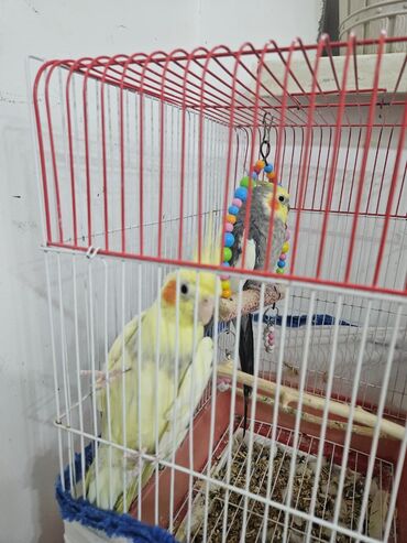 Tutuquşları: 2 ədəd Korella tutuquşuları satılır. biri disi (Luna) biri erkekdi — 2