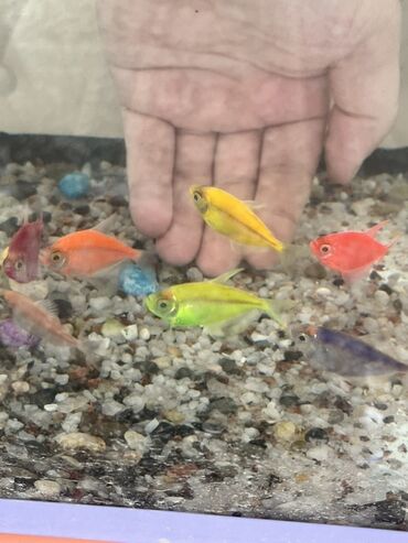 Akvariumlar: Glofish, Sülhsevər