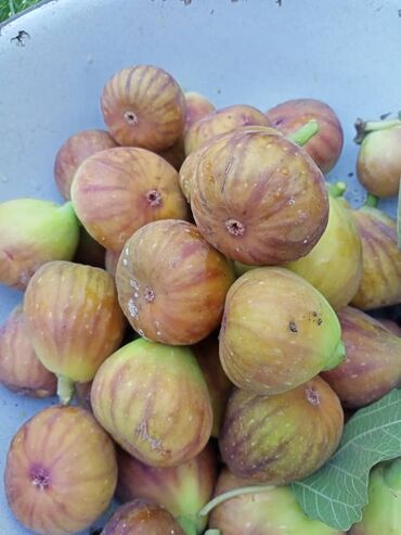 тушки кролика: Инжир свежесобранный, домашний. - Сорт: светло‑фиолетовый/медовый