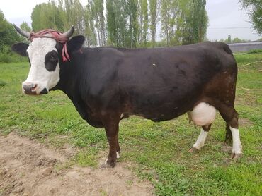 стельная корова: Продаю | Корова (самка) | Швицкая | Для разведения, Для молока | Искусственник