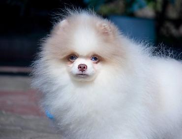 Продажа собак: Шпиц, 5 месяцев, Самец — 18