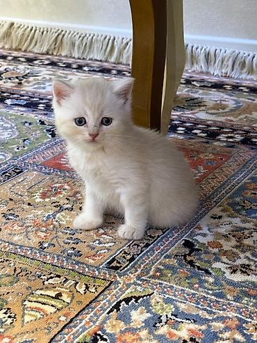 bala pisik ucuz: Şotland yastı qulaq — 9