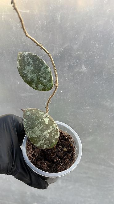 Хойи: Продаю хойи. Цены от 250 до 2000сом — 4