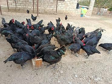 sabuncu toyuq bazari: Toyuq, Australorp, Yumurtalıq — 9
