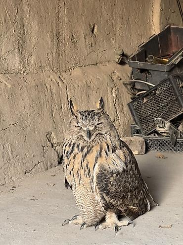 сова домашняя купить: Сова-филин (Bubo bubo) - Крупная ночная хищная птица с характерными — 4