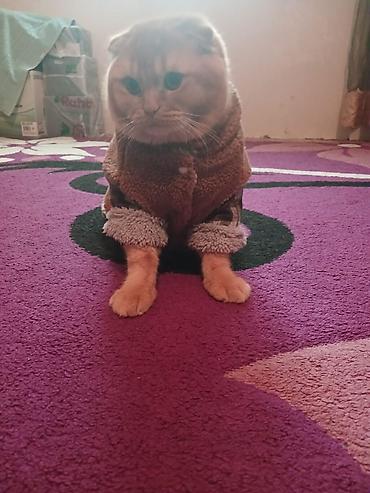 Pişiklər: Şotland — 8