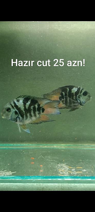 akvarium baliqlari satisi: Sülhsevər, Ünvandan götürmə, Ödənişli çatdırılma — 4