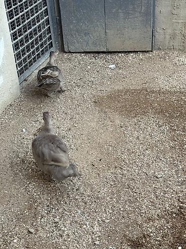 ördək balası və cücə: Lavanda ördək 2 dişi bir erkək bir dəfə bala veriblər balalığdan — 2