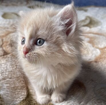 животные кошки: Чистокровные шотландские котята, родились 30.03.24 г. Остался 1