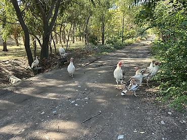 Күрптөр: Сатам | Ургаачы күрп (ургаачы), Эркек күрп, Балапан күрп | Бройлер | Көбөйтүү үчүн — 2