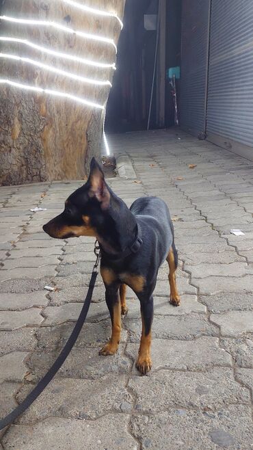 İtlər: Miniatür pinçer, 1 ay — 8