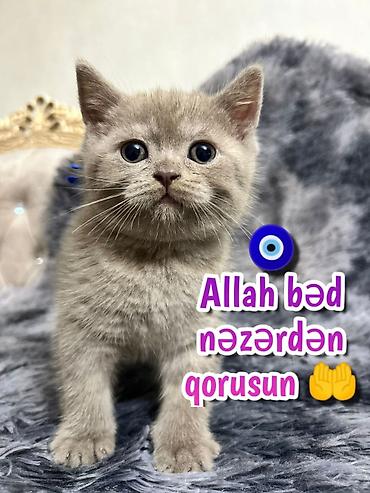 Pişiklər: Şotland — 10