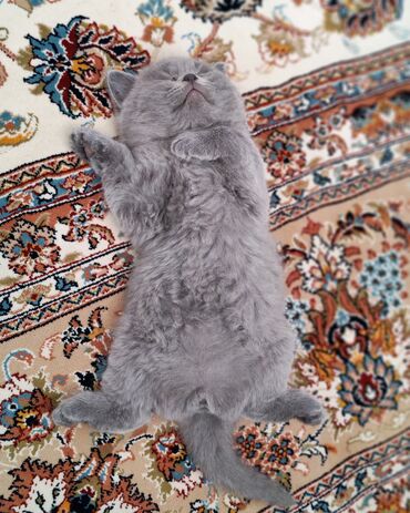 Pişiklər: Britan — 8