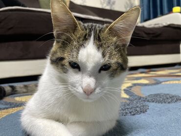 Продажа кошек: Беспородная, 5 месяцев, Мальчик, Биколор, Приучена к лотку at lalafo.kg — 3 Продажа кошек: Беспородная, 5 месяцев, Мальчик, Биколор, Приучена к лотку — 3