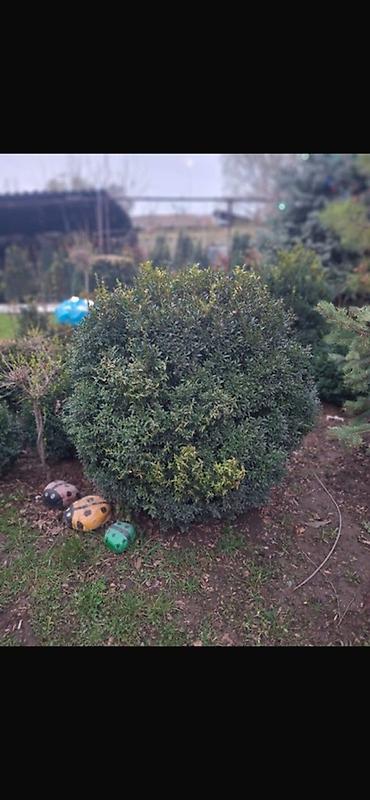уй емерек: Ель колючая (Picea pungens, голубая ель) — саженцы разных размеров. - — 5