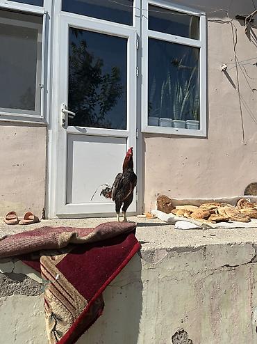 qara toyuq quşu: Heyratı 2 yaş mamba cinsi təkdi diə satıram fərə yoxdu — 2
