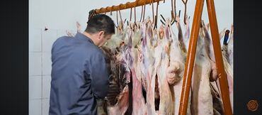 корм для домашних животных: Мясо для собака