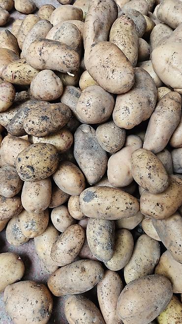 Продукты питания: Təmiz Telman kartofu Gədəbəydə təmiz dərmansız yetişdirilib istəyən — 2