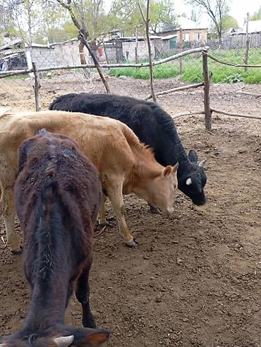 Коровы, быки: Продаю | Бык (самец) | На откорм — 7