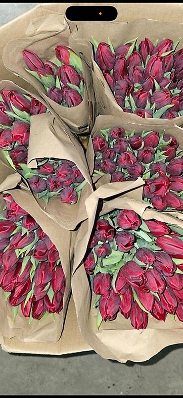 Букеты из живых цветов: Тюльпаны Голландские от 85с ОПТОМ (Район ж/м Кок Жара) ул — 14