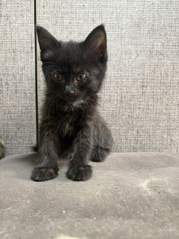 кошка с разными глазами: Кошка даром: Беспородная, 2 месяца, Девочка, Приучена к лотку