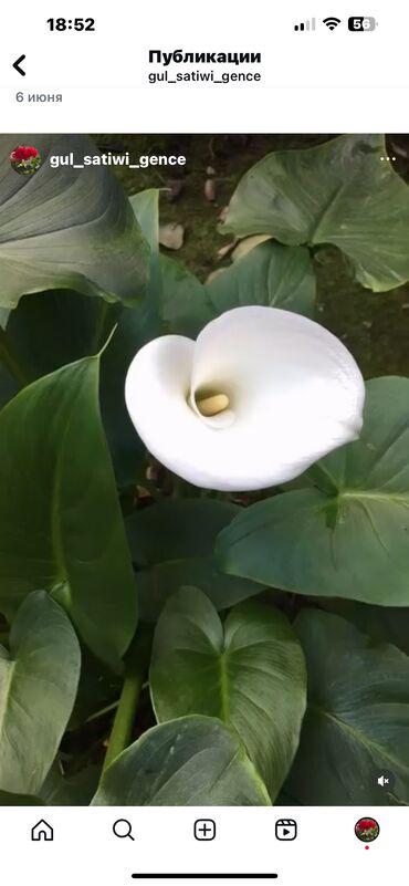 Otaq bitkiləri: Her biri ucuz kimete Gencededi catirma var size yaxin yere ancag — 42